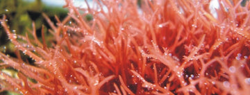 Red Marine Algae Aids In Fighting Dangerous Pathogens By Boosting The Immune System